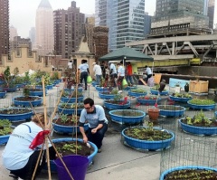 New York City Church Grows Food on Rooftop