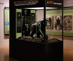Creation Museum Celebrates Anniversary With Holographic 'Lucy' Exhibit