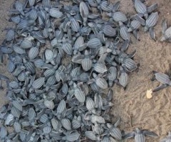 Sea Turtle Eggs: 20,000 Babies, Eggs Killed by Bulldozers (PHOTO)
