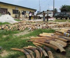 African Elephants Could Be Gone Within 5 Years Unless World Starts Caring, Experts Warn