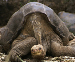 Lonesome George, Last Giant Tortoise Of His Kind, To Be Stuffed in NYC
